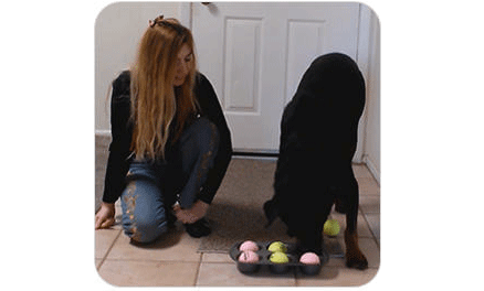 Elementary Brain Training for Dogs