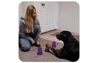 College Brain Training for Dogs