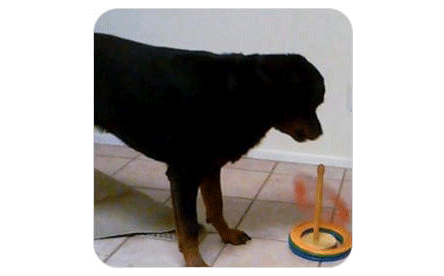 Einstein Brain Training for Dogs